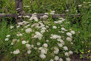 Daucus carota Carrot