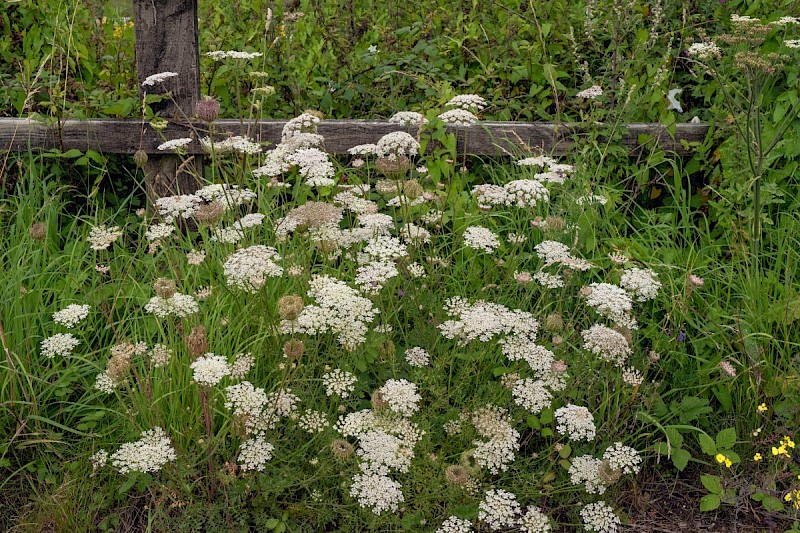 Daucus carota - © Charles Hipkin