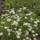 Daucus carota