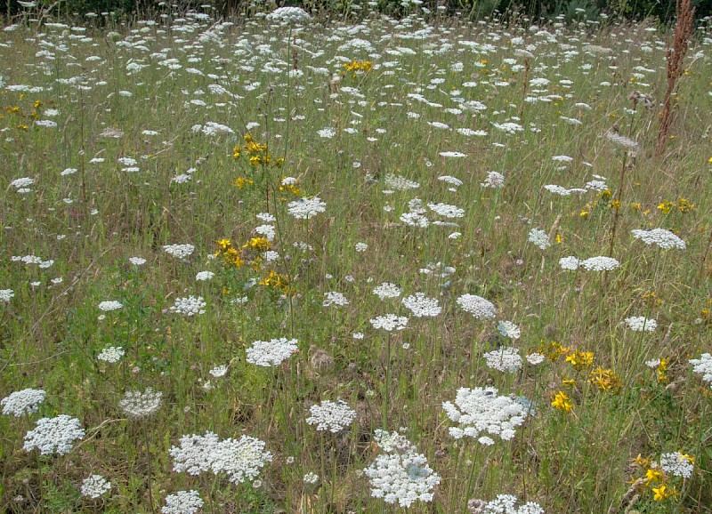 Daucus carota - © Charles Hipkin