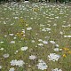 Daucus carota