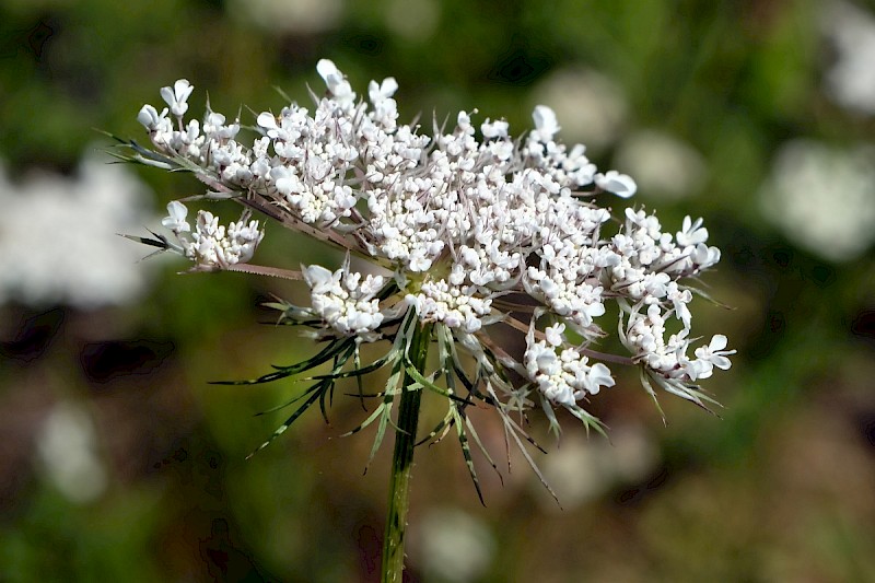 Daucus carota - © Charles Hipkin