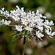 Daucus carota