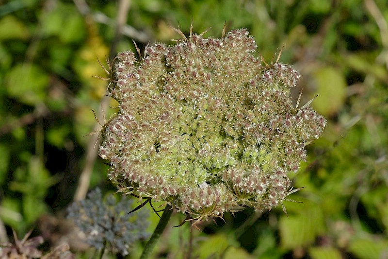 Daucus carota - © Charles Hipkin