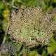 Daucus carota