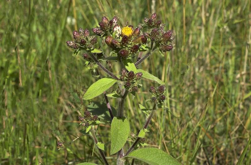 Inula conyzae - © Charles Hipkin