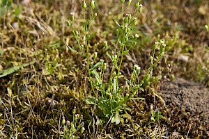 Conyza canadensis Canadian Fleabane