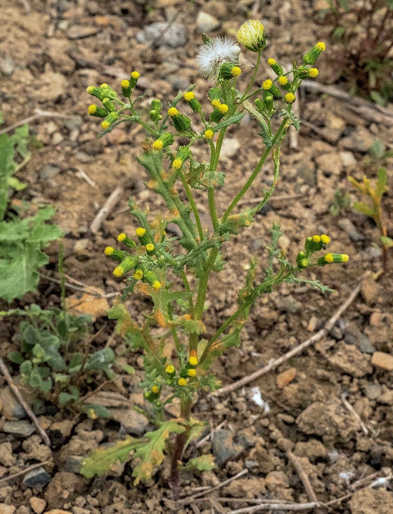 Senecio vulgaris - © Charles Hipkin