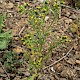 Senecio vulgaris