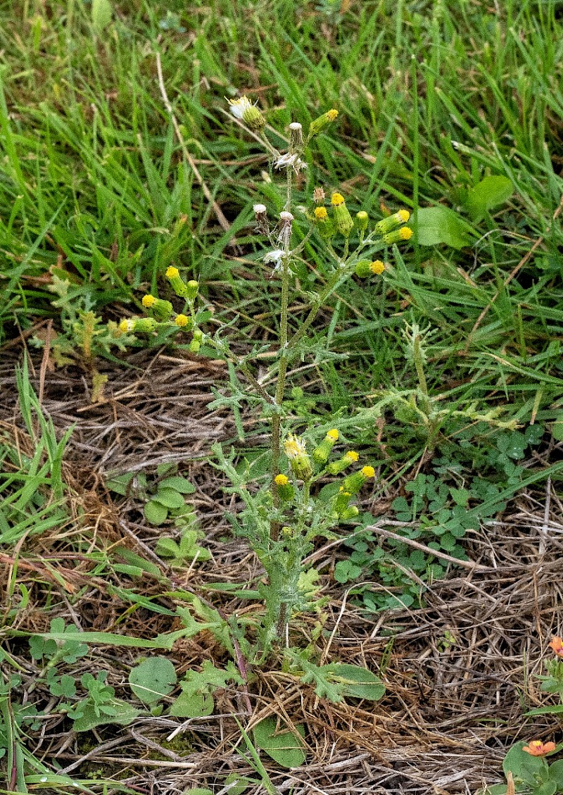 Senecio vulgaris - © Charles Hipkin