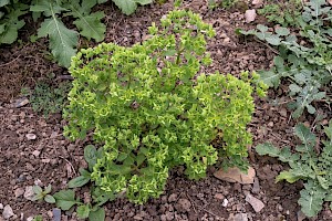 Euphorbia peplus Petty Spurge