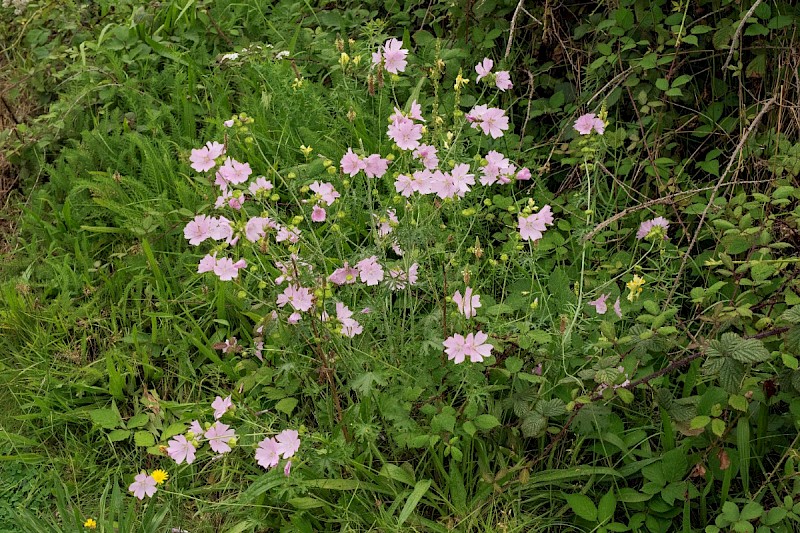 Malva moschata - © Charles Hipkin