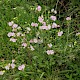 Malva moschata