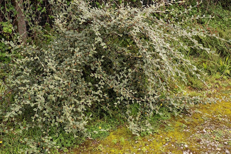 Cotoneaster lacteus - © Charles Hipkin