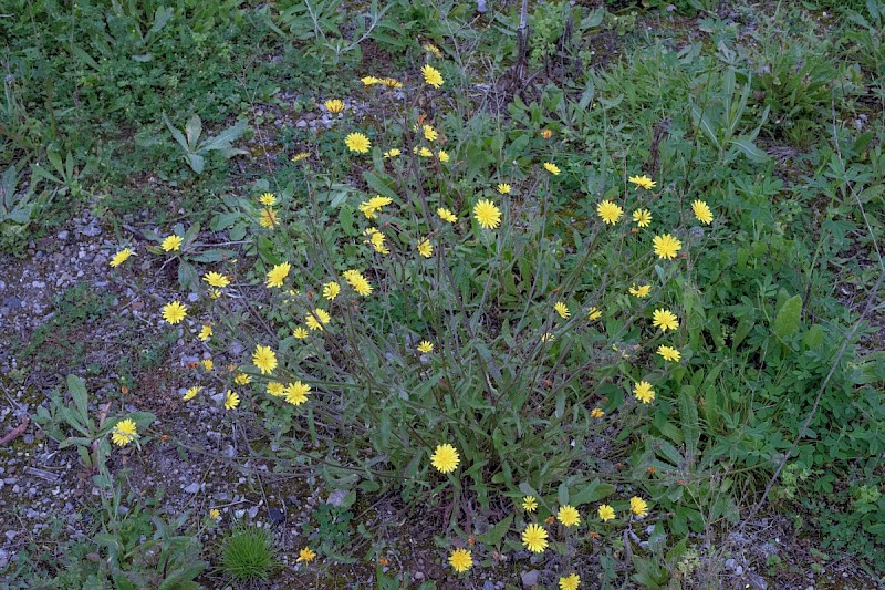 Picris hieracioides - © Charles Hipkin