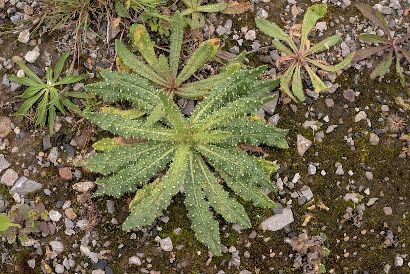 Helminthotheca echioides - © Charles Hipkin