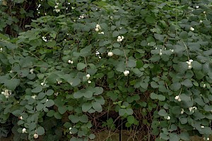 Symphoricarpos albus Snowberry