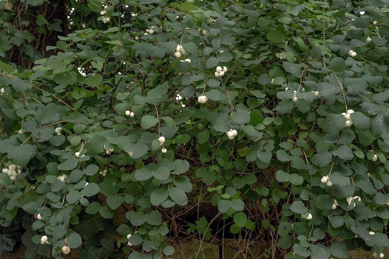 Symphoricarpos albus - © Charles Hipkin