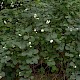 Symphoricarpos albus