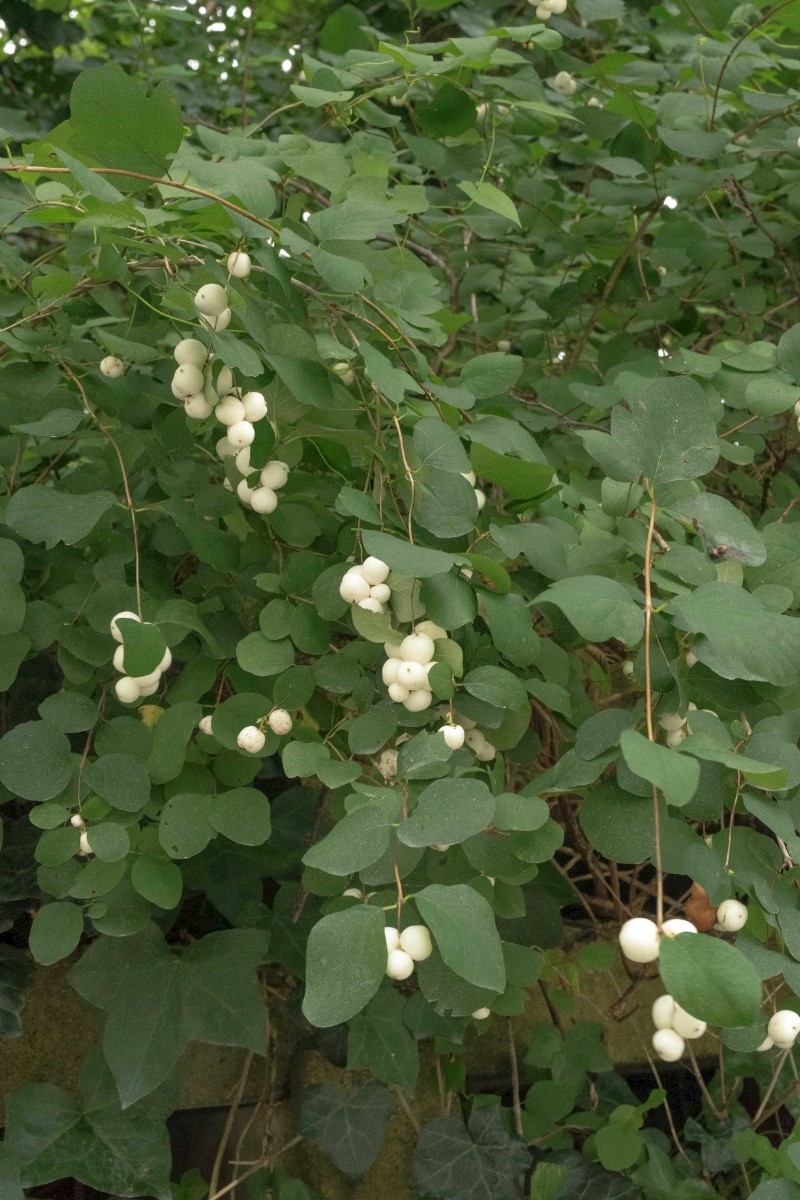 Symphoricarpos albus - © Charles Hipkin