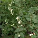 Symphoricarpos albus