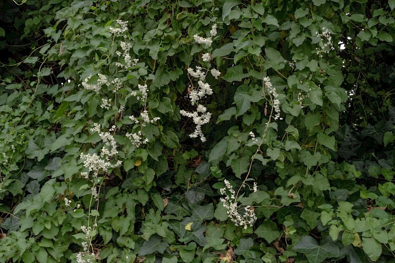 Fallopia baldschuanica - © Charles Hipkin