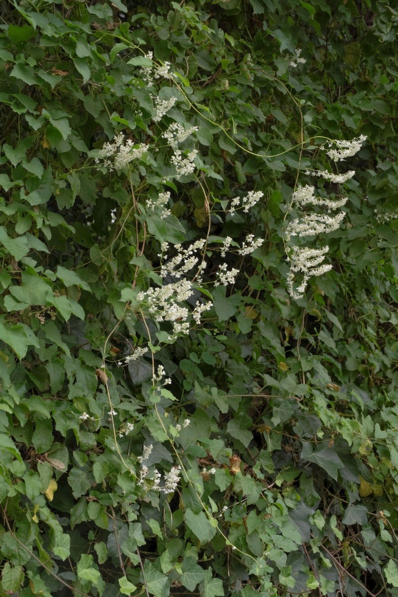 Fallopia baldschuanica - © Charles Hipkin