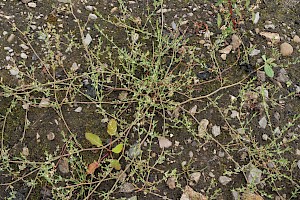 Polygonum arenastrum Equal-leaved Knotgrass