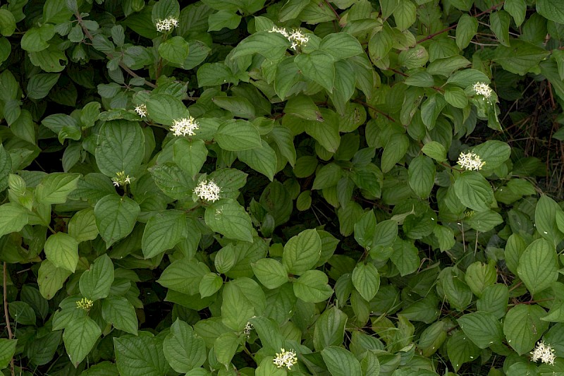 Cornus sericea