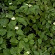 Cornus sericea