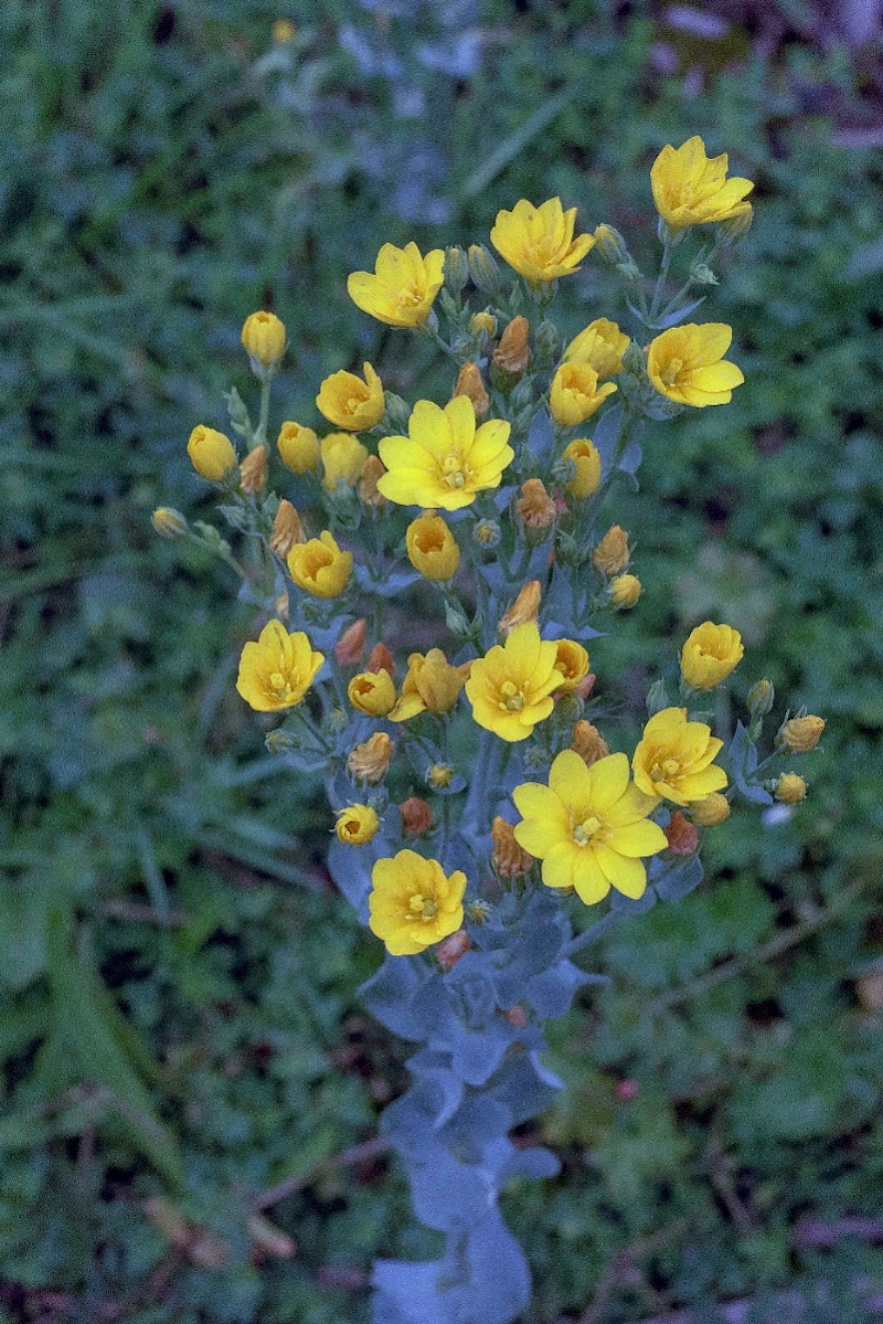 Blackstonia perfoliata - © Charles Hipkin