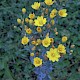 Blackstonia perfoliata