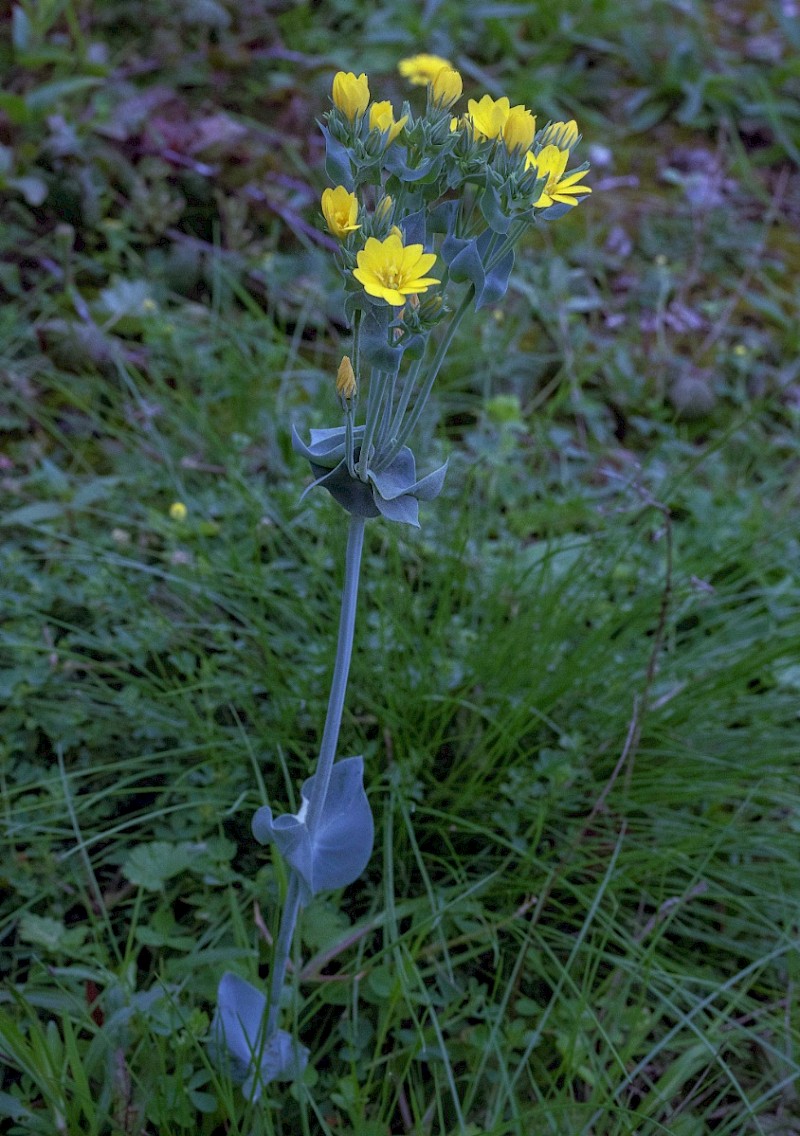 Blackstonia perfoliata - © Charles Hipkin