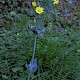 Blackstonia perfoliata