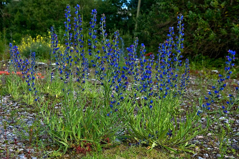 Echium vulgare - © Charles Hipkin