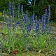 Echium vulgare