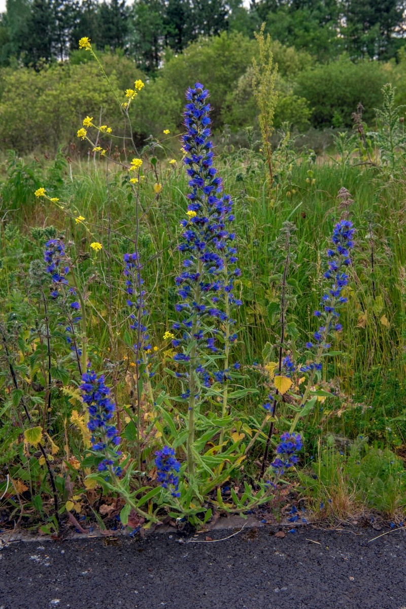 Echium vulgare - © Charles Hipkin