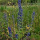 Echium vulgare