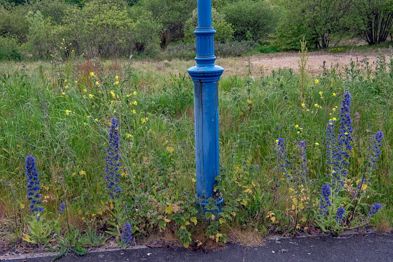 Echium vulgare - © Charles Hipkin