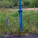 Echium vulgare