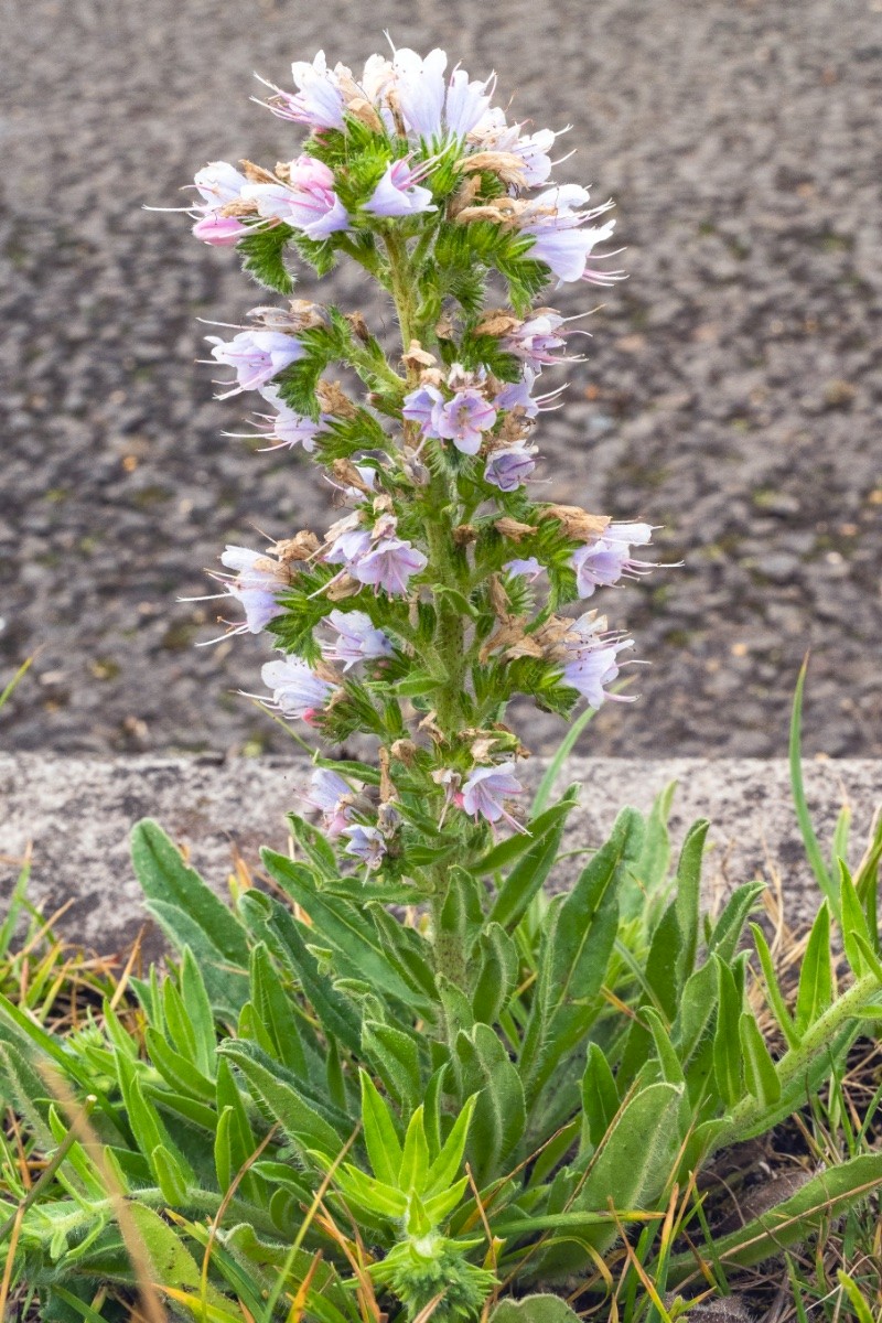 Echium vulgare - © Charles Hipkin