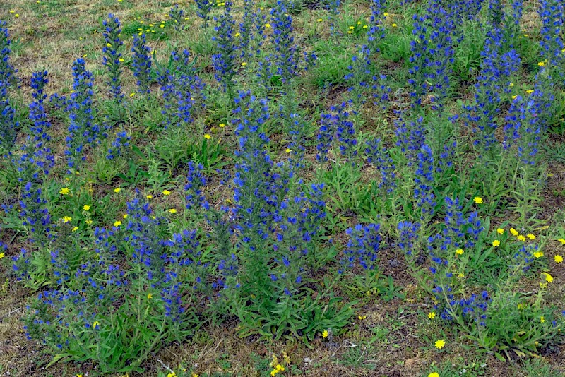 Echium vulgare - © Charles Hipkin