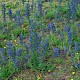 Echium vulgare