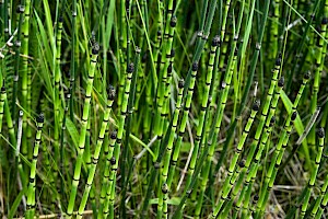 Equisetum hyemale Rough Horsetail