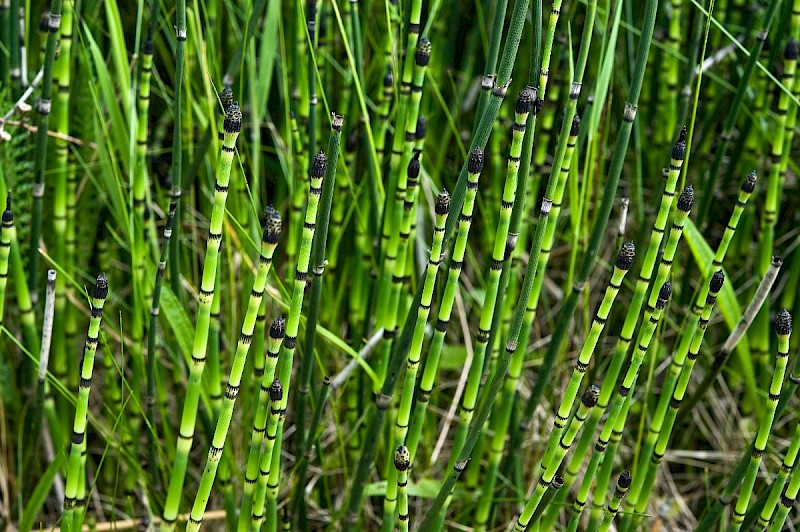 Equisetum hyemale - © Charles Hipkin