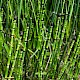 Equisetum hyemale