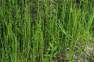 Equisetum palustre Marsh Horsetail