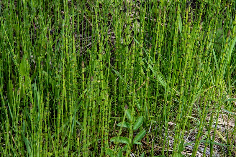 Equisetum palustre - © Charles Hipkin