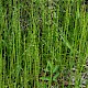 Equisetum palustre