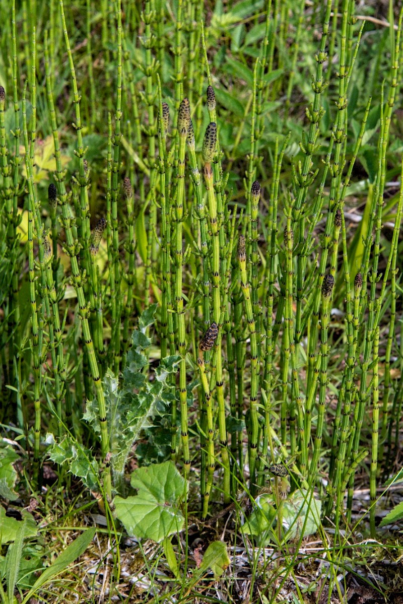 Equisetum palustre - © Charles Hipkin